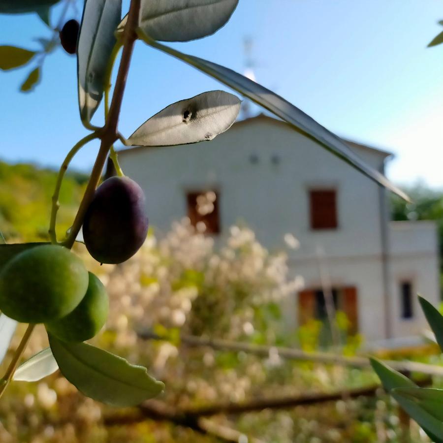 Ca'Rosei Apartment Monteciccardo Bagian luar foto